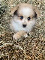 Pomsky Puppies for sale in Finlayson, MN 55735, USA. price: NA