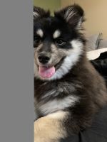 Pomsky Puppies for sale in Hummelstown, PA 17036, USA. price: NA