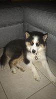 Pomsky Puppies for sale in Hialeah, FL, USA. price: NA