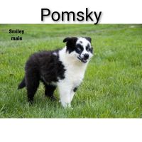 Pomsky Puppies for sale in Clare, MI 48617, USA. price: NA