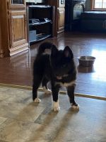 Pomsky Puppies for sale in Mooers Forks, NY 12959, USA. price: NA
