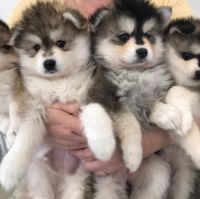 Pomsky Puppies for sale in Ohio City, OH 45874, USA. price: NA