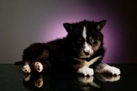 Pomsky Puppies for sale in Atlanta, GA, USA. price: NA