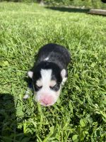 Pomsky Puppies for sale in Galway, NY 12074, USA. price: NA