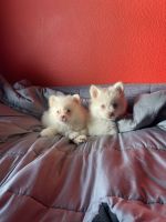 Pomsky Puppies for sale in Ontario, CA, USA. price: NA