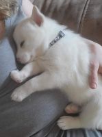 Pomsky Puppies for sale in Elyria, OH 44035, USA. price: NA