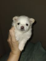 Pomsky Puppies for sale in Fitchburg, WI, USA. price: NA