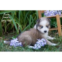 Pomsky Puppies for sale in Farwell, MI 48622, USA. price: NA