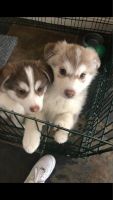 Pomsky Puppies for sale in Mobile, AL 36606, USA. price: NA