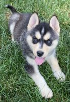 Pomsky Puppies for sale in Rimersburg, PA 16248, USA. price: NA