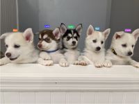 Pomsky Puppies for sale in Ocala, FL 34474, USA. price: NA