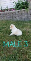 Pomsky Puppies for sale in Fennimore, WI 53809, USA. price: NA