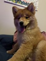 Pomsky Puppies for sale in Albany, NY, USA. price: NA