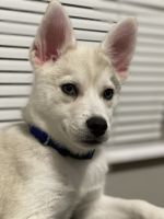Pomsky Puppies for sale in House Springs, MO 63051, USA. price: NA