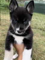 Pomsky Puppies for sale in Rogers, MN 55374, USA. price: NA
