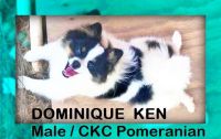 Pont-Audemer Spaniel Puppies for sale in Dawsonville, GA 30534, USA. price: $1,500