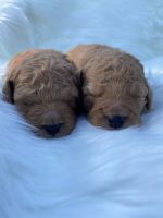 Poodle Puppies Photos