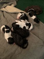 Poodle Puppies for sale in KY-339, Fancy Farm, KY, USA. price: NA