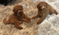 Poodle Puppies for sale in Penn Hills, PA 15235, USA. price: NA