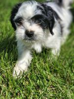 Poodle Puppies for sale in Swanton, OH 43558, USA. price: NA