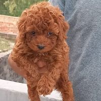 Poodle Puppies for sale in Delhi, India. price: 50000 INR