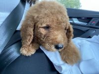 Poodle Puppies for sale in Alexandria, VA, USA. price: NA