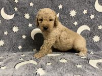 Poodle Puppies for sale in Chetek, WI 54728, USA. price: NA