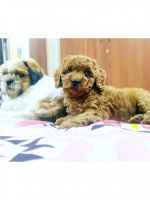Poodle Puppies for sale in RR Nagar, Bengaluru, Karnataka, India. price: NA