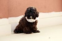 Poodle Puppies for sale in Kasba, Kolkata, West Bengal, India. price: 11000 INR