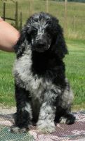 Poodle Puppies for sale in Lakeview, MI 48850, USA. price: NA