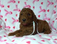Poodle Puppies for sale in McHenry, IL, USA. price: NA