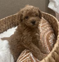 Poodle Puppies for sale in Rochester, NY, USA. price: NA