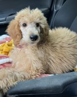 Poodle Puppies for sale in Stewartsville, MO 64490, USA. price: NA