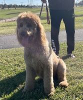Poodle Puppies for sale in Sugar Land, TX, USA. price: NA