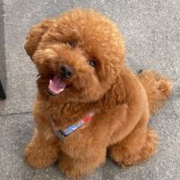 Poodle Puppies for sale in Dallas, TX, USA. price: NA