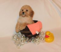 Poodle Puppies for sale in Warrensburg, MO 64093, USA. price: NA