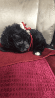 Poodle Puppies for sale in Hoskinston, KY, USA. price: NA