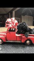 Poodle Puppies for sale in Hoskinston, KY, USA. price: NA