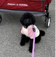 Poodle Puppies for sale in Chicago, IL, USA. price: NA