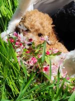 Poodle Puppies for sale in 900 Mangrove Ave, Chico, CA 95926, USA. price: NA