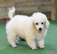 Poodle Puppies for sale in Richardson, TX, USA. price: $1,200