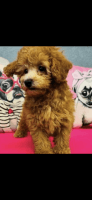 Poodle Puppies for sale in Lakeland, FL, USA. price: $2,500