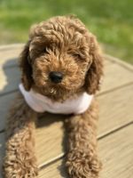 Poodle Puppies for sale in Southampton Township, NJ 08088, USA. price: $1,800