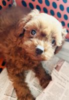 Poodle Puppies for sale in Hyderabad, Telangana, India. price: 50,000 INR