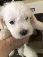 Poodle Puppies for sale in Antioch, CA, USA. price: $400