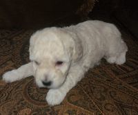 Poodle Puppies for sale in Sterling, VA, USA. price: $700