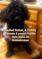 Poodle Puppies for sale in Mecklenburg County, NC, USA. price: $500