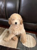 Poodle Puppies for sale in Tucker, GA, USA. price: $2,200