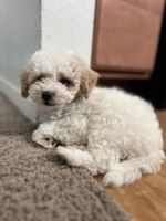 Poodle Puppies for sale in 2815 S Red Birch Cir, Houston, TX 77038, USA. price: $1,500