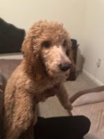 Poodle Puppies for sale in Atlanta, GA, USA. price: $600